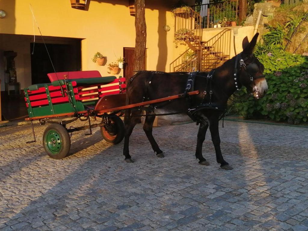 Quinta De Carcavelos Agroturismo E Enoturismo Celorico De Basto Kültér fotó